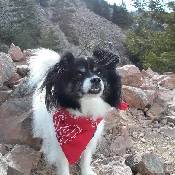 Meet your Posher, Jasmine - Picture 2 of 2